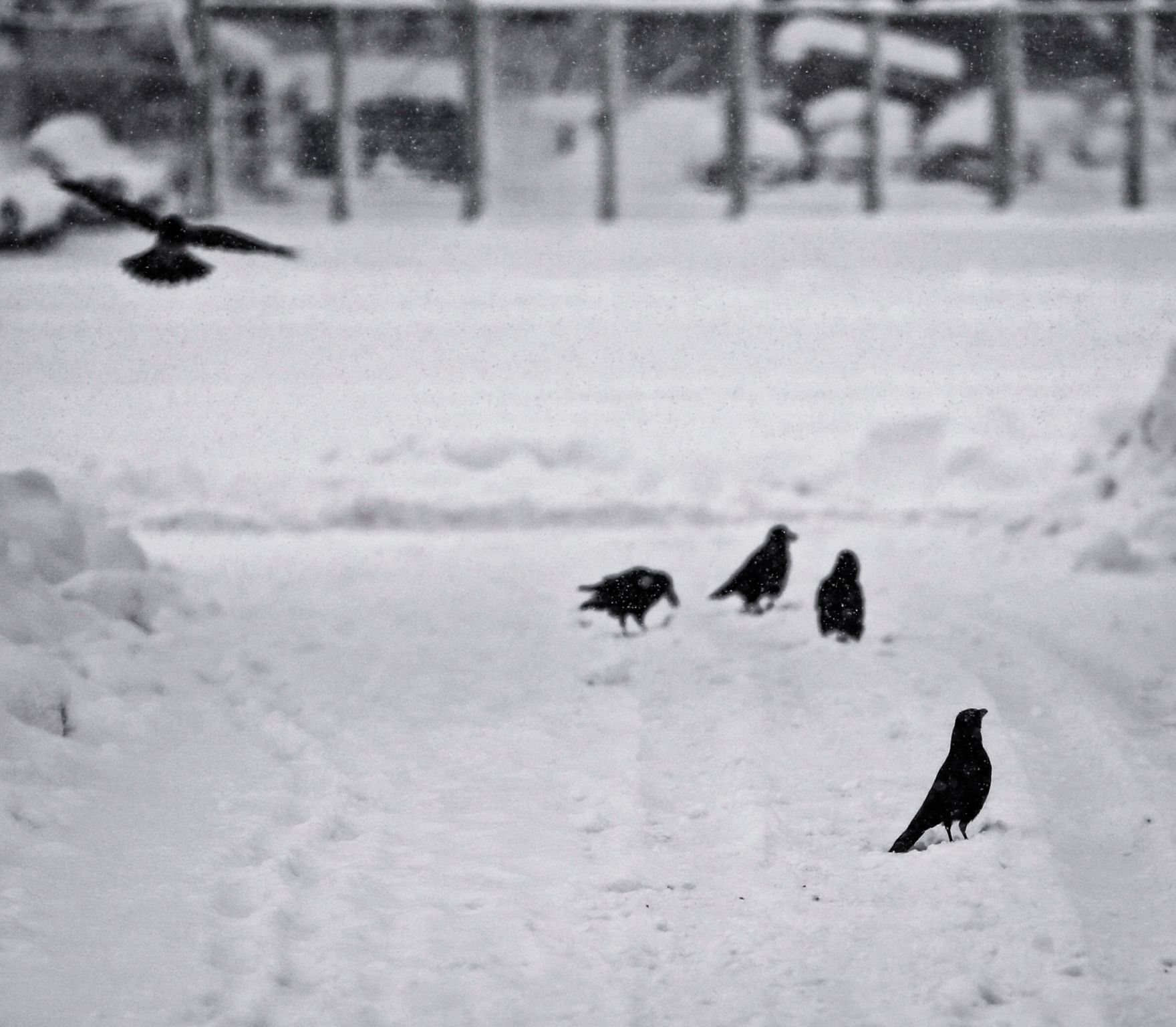 Raben in winterlicher Umgebung. Schlagworte: Natur, Schnee, Stadtlandschaft, Tiere, V&ouml;gel, Winter