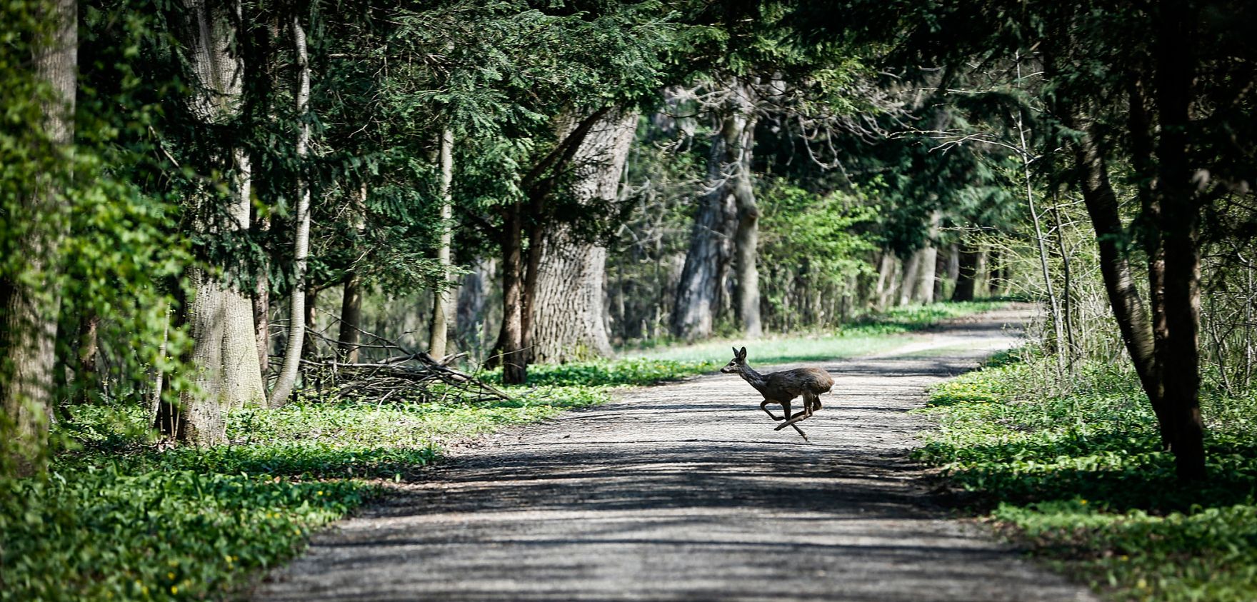 Ein Reh im Park von Laxenburg. Schlagworte: B&auml;ume, Fr&uuml;hling, Natur, Park, Pflanzen, Reh