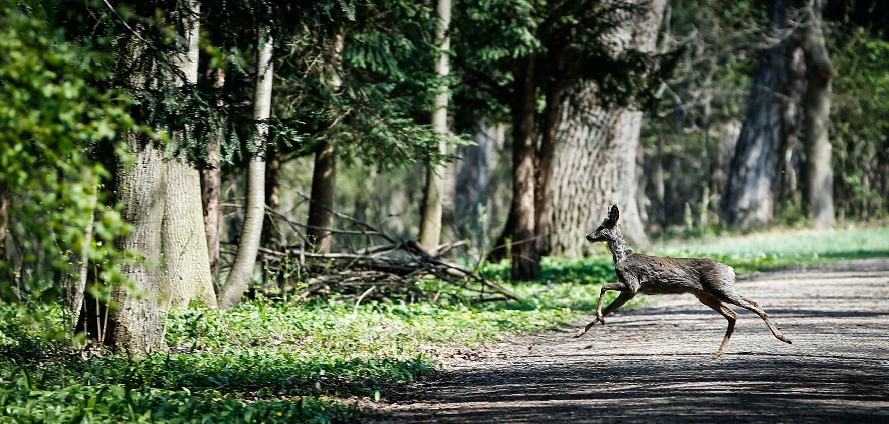 Ein Reh im Park von Laxenburg. Schlagworte: B&auml;ume, Fr&uuml;hling, Natur, Park, Pflanzen, Reh