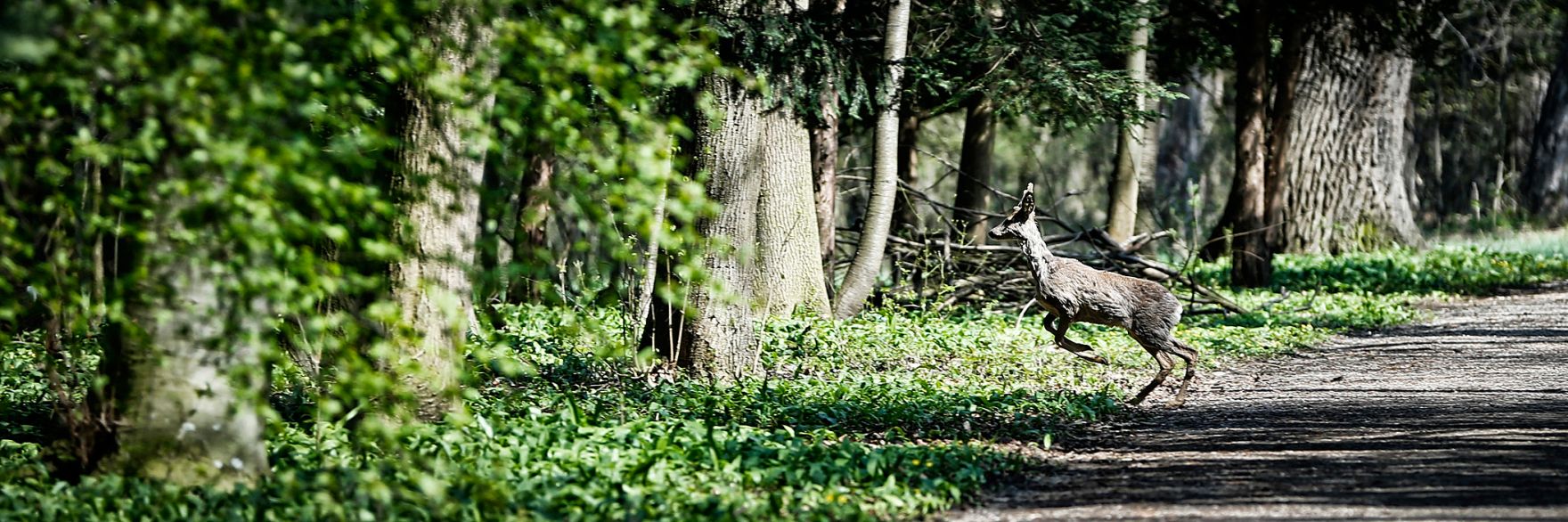 Ein Reh im Park von Laxenburg. Schlagworte: B&auml;ume, Fr&uuml;hling, Natur, Park, Pflanzen, Reh
