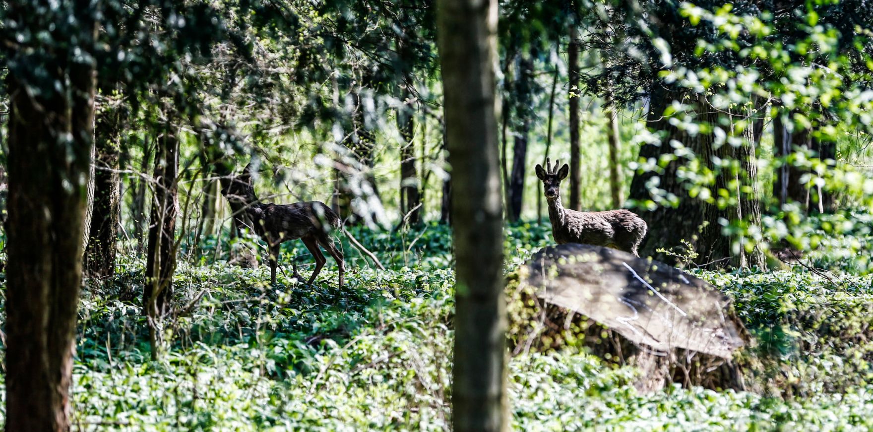 Rehe im Park von Laxenburg. Schlagworte: B&auml;ume, Fr&uuml;hling, Natur, Park, Pflanzen, Rehe