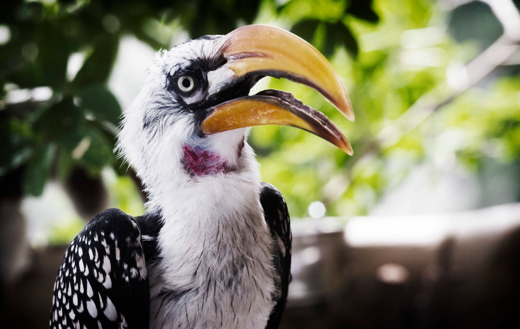 Ein Gelbschnabeltoko im Haus des Meeres. Schlagworte: Natur, Tier, Vogel