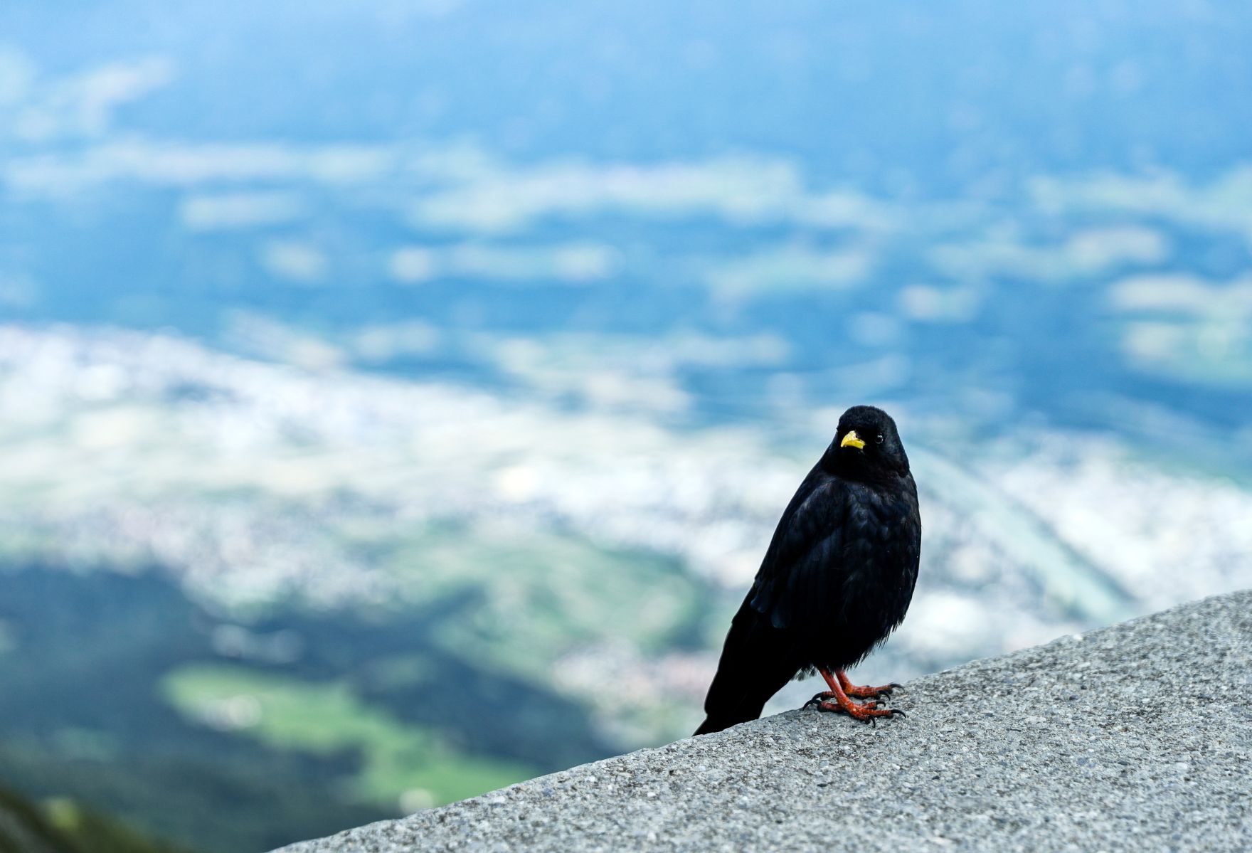 Eine Berglandschaft in Tirol. Schlagw&ouml;rter: Berge, Natur, Wald, W&auml;lder, Wiese, Stein, Gestein, Holz, Ger&ouml;ll, Schnee, Bergdohle, Vogel
