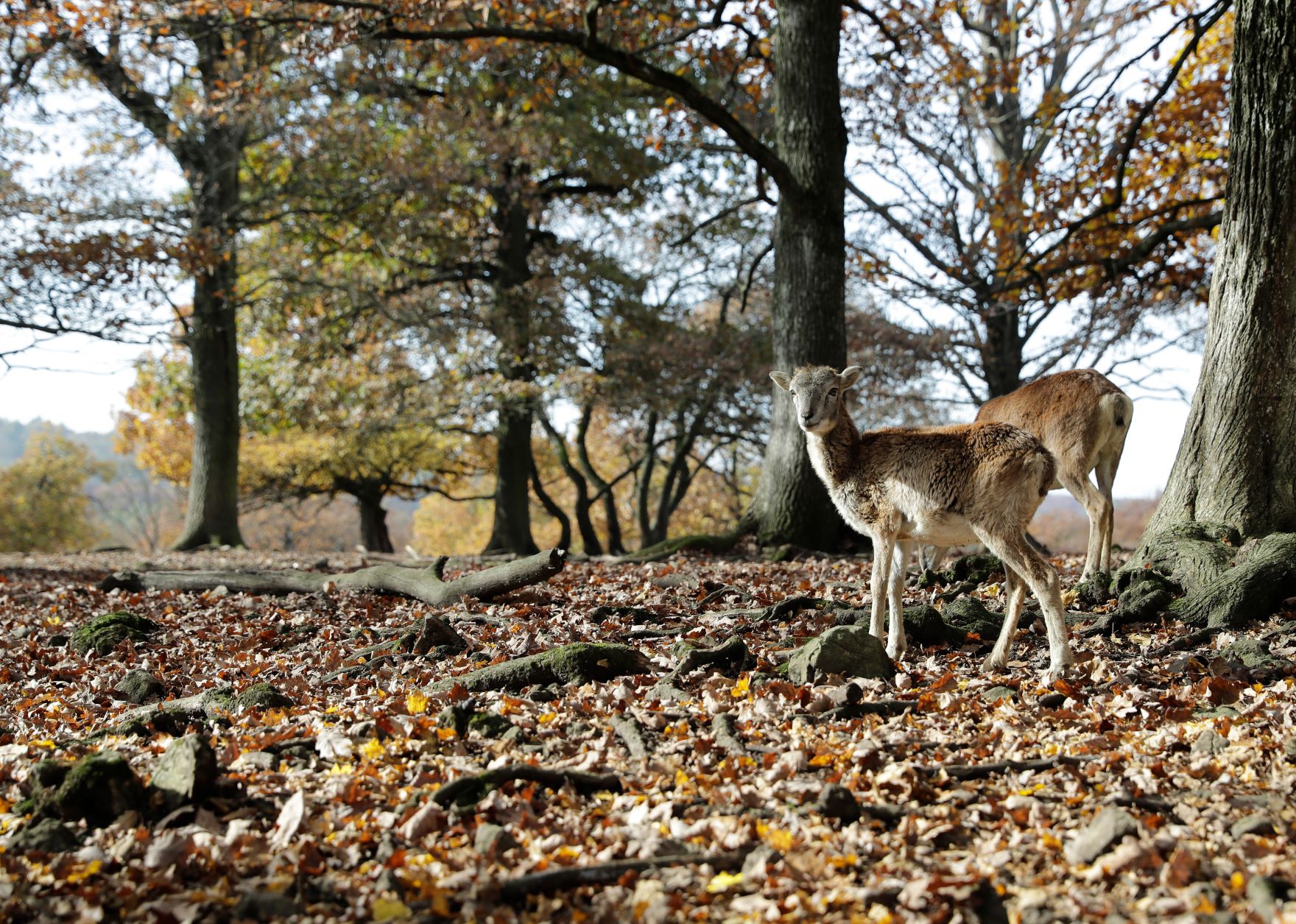 Freilaufendes Wild in einem Tierpark. Schlagw&ouml;rter: Widder, Rehe, Wildtier, Baum, B&auml;ume, Wald, Natur, Tiere, Herbst, Rat f&uuml;r Umwelt, ENVI