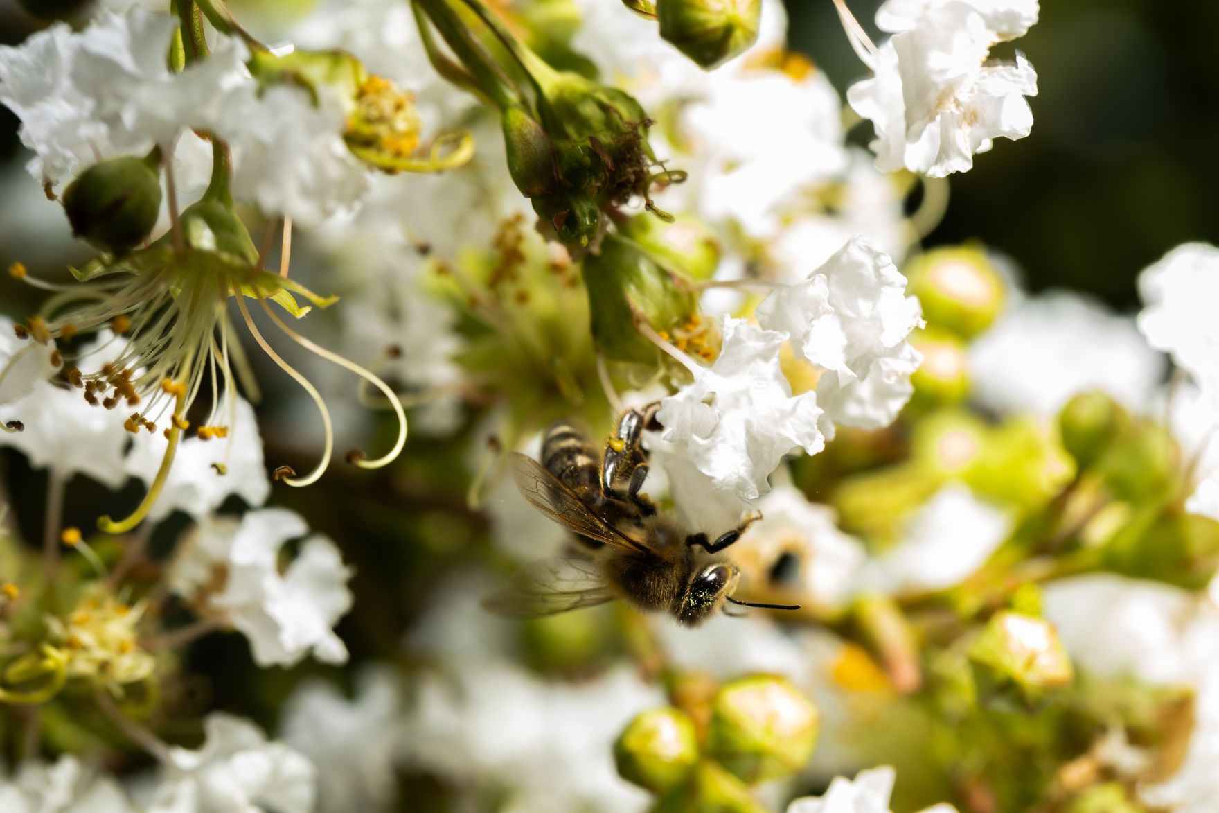 Eine Biene auf einer wei&szlig;en Blume. Schlagw&ouml;rter: Wei&szlig;, Blume, Biene