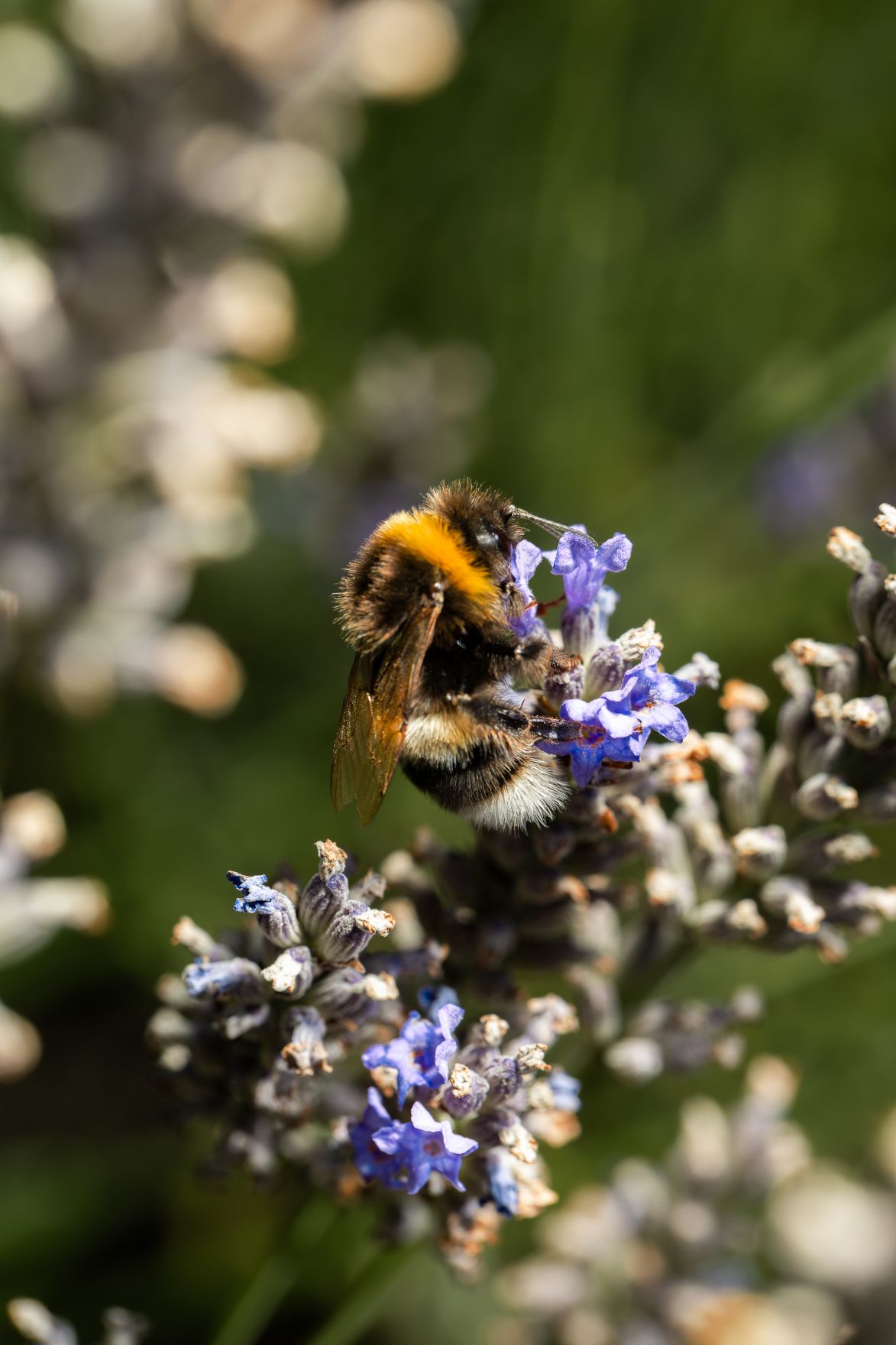 Eine Hummel auf einer violetten Blume. Schlagw&ouml;rter: Violett, Lila, Hummel