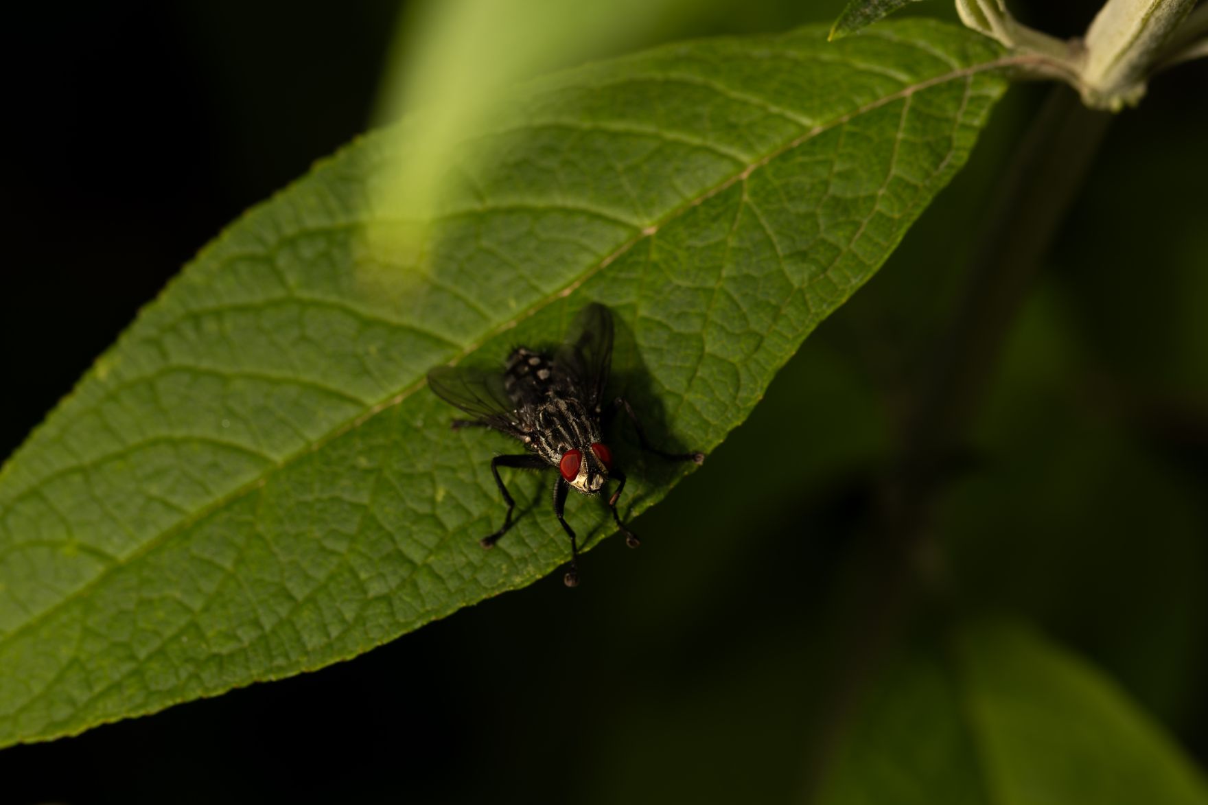 Eine Fliege auf einem gr&uuml;nen Blatt. Schlagw&ouml;rter: Gr&uuml;n, Blatt, Fliege