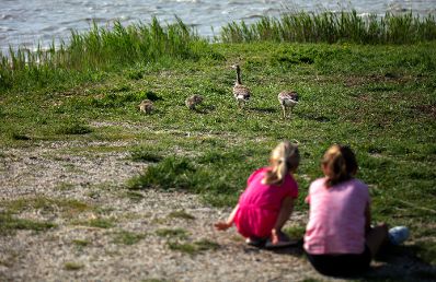 Enten am Neusiedlersee. Schlagw&ouml;rter: See, Enten, Tiere, Familie, Kinder, Rat f&uuml;r Bildung, Jugend, Kultur, Sport, EYC