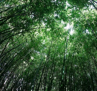 Bambuspflanzen im botanischen Garten. Schlagworte: Natur, Pflanze