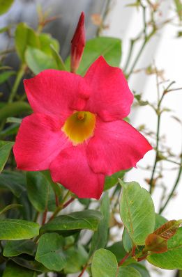 Eine Blume im Volksgarten. Schlagworte: Blume, Bl&uuml;te, Natur, Pflanze