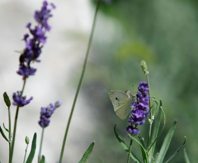 Ein Schmetterling auf violett bl&uuml;hendem Lavendel. Schlagworte: Blume, Bl&uuml;te, Natur, Pflanze, Tier