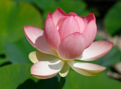 Bl&uuml;hende Seerose im botanischen Garten. Schlagworte: Blume, Bl&uuml;te, Natur, Pflanze