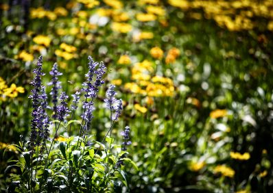 Blumen im Rathauspark. Schlagworte: Blume, Natur, Pflanze