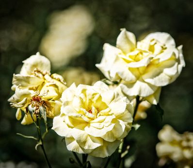 Weisse Rosen im Volkgarten. Schlagworte: Blume, Bl&uuml;te, Natur, Pflanze