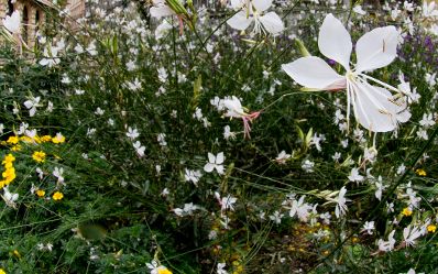 Blumen Schlagworte: Blume, Bl&uuml;te, Natur, Pflanze