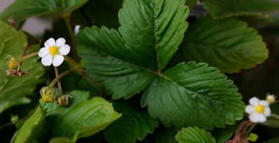 Eine bl&uuml;hende Erdbeerpflanze. Schlagworte: Bl&auml;tter, Bl&uuml;te, Natur, Pflanze