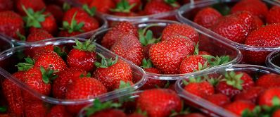 Frische Erdbeeren in Plastiksch&uuml;sseln. Schlagworte: Frucht, Lebensmittel, Natur, Obst, Pflanze