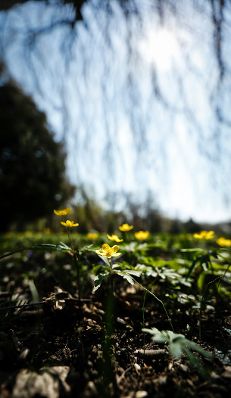 Eine fr&uuml;hlingshafte Aufnahme des Parks von Laxenburg. Schlagworte: B&auml;ume, Blumen, Fr&uuml;hling, Natur, Park, Pflanzen