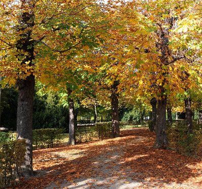 Eine herbstliche Aufnahme des Parks von Sch&ouml;nbrunn. Schlagworte: B&auml;ume, Bl&auml;tter, Herbst, Natur, Park, Pflanzen