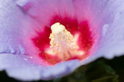 Eine Blume in den Blumeng&auml;rten Hirschstetten. Schlagw&ouml;rter: Lila, Rot, Wei&szlig;