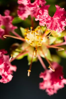 Eine Blume in den Blumeng&auml;rten Hirschstetten. Schlagw&ouml;rter: Lila, Rot, Wei&szlig;, Gelb