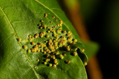 Ein Blatt mit Wespeneiern in den Blumeng&auml;rten Hirschstetten. Schlagw&ouml;rter: Gr&uuml;n ,Wespeneier, Blatt