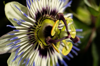Eine Blume in den Blumeng&auml;rten Hirschstetten. Schlagw&ouml;rter: Lila, Gr&uuml;n, Wei&szlig;
