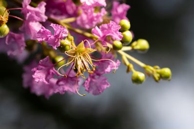 Eine Blume in den Blumeng&auml;rten Hirschstetten. Schlagw&ouml;rter: Rosa, Wei&szlig;, Gelb, Gr&uuml;n