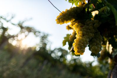 Weinst&ouml;cke am Rande der Gro&szlig;stadt Wien. Schlagw&ouml;rter: Wein, Weinstock, Weinst&ouml;cke, Weinreben, Weintrauben, Landwirtschaft, Herbst, Sp&auml;tsommer, Rat f&uuml;r Umwelt, ENVI, Rat f&uuml;r Landwirtschaft und Fischerei, AGRIFISH
