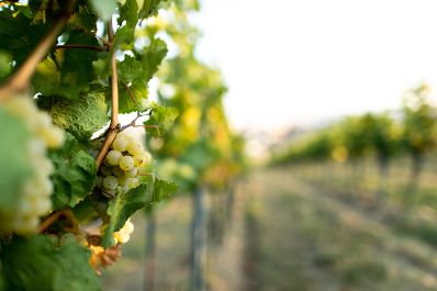 Weinst&ouml;cke am Rande der Gro&szlig;stadt Wien. Schlagw&ouml;rter: Wein, Weinstock, Weinst&ouml;cke, Weinreben, Weintrauben, Landwirtschaft, Herbst, Sp&auml;tsommer, Rat f&uuml;r Umwelt, ENVI, Rat f&uuml;r Landwirtschaft und Fischerei, AGRIFISH