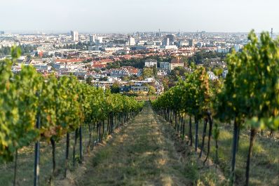 Weinst&ouml;cke am Rande der Gro&szlig;stadt Wien. Schlagw&ouml;rter: Wein, Weinstock, Weinst&ouml;cke, Weinreben, Weintrauben, Landwirtschaft, Herbst, Sp&auml;tsommer, Rat f&uuml;r Umwelt, ENVI, Rat f&uuml;r Landwirtschaft und Fischerei, AGRIFISH