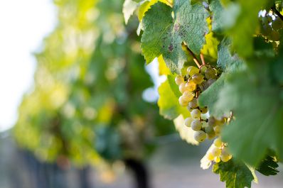 Weinst&ouml;cke am Rande der Gro&szlig;stadt Wien. Schlagw&ouml;rter: Wein, Weinstock, Weinst&ouml;cke, Weinreben, Weintrauben, Landwirtschaft, Herbst, Sp&auml;tsommer, Rat f&uuml;r Umwelt, ENVI, Rat f&uuml;r Landwirtschaft und Fischerei, AGRIFISH