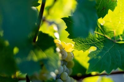 Weinst&ouml;cke am Rande der Gro&szlig;stadt Wien. Schlagw&ouml;rter: Wein, Weinstock, Weinst&ouml;cke, Weinreben, Weintrauben, Landwirtschaft, Herbst, Sp&auml;tsommer, Rat f&uuml;r Umwelt, ENVI, Rat f&uuml;r Landwirtschaft und Fischerei, AGRIFISH