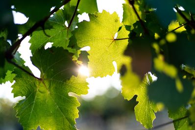 Weinst&ouml;cke am Rande der Gro&szlig;stadt Wien. Schlagw&ouml;rter: Wein, Weinstock, Weinst&ouml;cke, Weinreben, Weintrauben, Landwirtschaft, Herbst, Sp&auml;tsommer, Rat f&uuml;r Umwelt, ENVI, Rat f&uuml;r Landwirtschaft und Fischerei, AGRIFISH