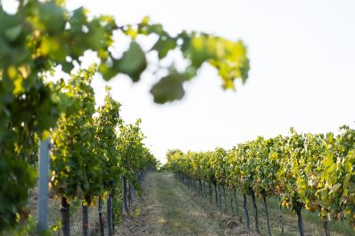 Weinst&ouml;cke am Rande der Gro&szlig;stadt Wien. Schlagw&ouml;rter: Wein, Weinstock, Weinst&ouml;cke, Weinreben, Weintrauben, Landwirtschaft, Herbst, Sp&auml;tsommer, Rat f&uuml;r Umwelt, ENVI, Rat f&uuml;r Landwirtschaft und Fischerei, AGRIFISH