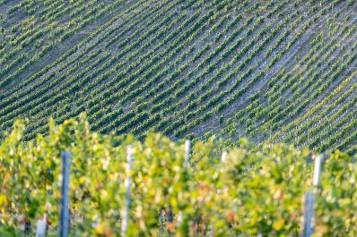 Weinst&ouml;cke am Rande der Gro&szlig;stadt Wien. Schlagw&ouml;rter: Wein, Weinstock, Weinst&ouml;cke, Weinreben, Weintrauben, Landwirtschaft, Herbst, Sp&auml;tsommer, Rat f&uuml;r Umwelt, ENVI, Rat f&uuml;r Landwirtschaft und Fischerei, AGRIFISH