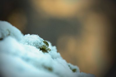 Geb&auml;ude und Impressionen der Wiener Innenstadt im Winter. Schlagw&ouml;rter: Wien, Innenstadt, 1. Bezirk, Schnee, Winter, Park, Volksgarten, Pflanze