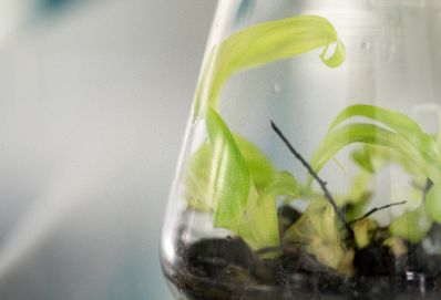 Arbeitsmaterial in der Internationalen Atomenergie-Organisation. Schlagw&ouml;rter: IAEO, IAEA, International Atomic Energy Agency, Pflanze, Reagenzglas, Radioaktivit&auml;t, radioaktiv, Versuch, Wissenschaft, Vereinte Nationen, Sicherheit, Kernenergie, Rat f&uuml;r Umwelt, ENVI, Rat f&uuml;r Wettbewerbsf&auml;higkeit, COMPET