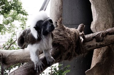 Wei&szlig;b&uuml;schel&auml;ffchen im Haus des Meeres. Schlagworte: Affe, Natur, S&auml;ugetier