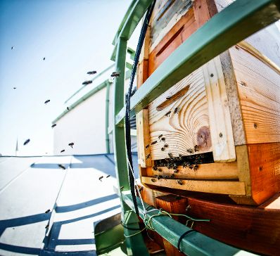 Bienen bei einem Bienenstock auf dem Dach des Bundeskanzleramtes. Schlagworte: Bienen, Insekten, Natur, Tier