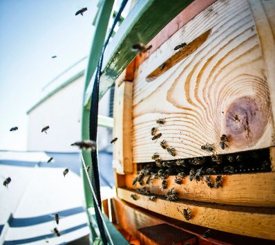 Bienen bei einem Bienenstock auf dem Dach des Bundeskanzleramtes. Schlagworte: Bienen, Insekten, Natur, Tier