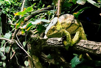Ein Cham&auml;leon im Haus des Meeres. Schlagworte: Natur, Tier, Reptiel