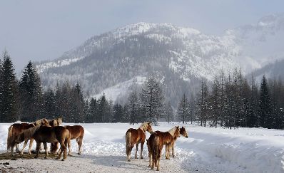 Haflinger im Schnee. Schlagw&ouml;rter: Haflinger, Schnee, Winter, Salzburg, Berge, Wald