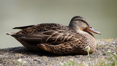 Eine Ente geniesst die Sonne am Donaukanal. Schlagworte: Natur, Tier, Vogel