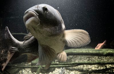 Ein Schuppenkarpfen im Haus des Meeres. Schlagworte: Fisch, Natur, Tier