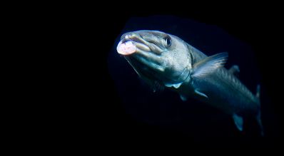 Ein Fisch im Haus des Meeres erzeugt eine Luftblase. Schlagworte: Fisch, Natur, Tier, Wasser