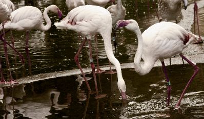 Flamingos im Tiergarten Sch&ouml;nbrunn. Schlagworte: Natur, Tier, Vogel, Wasser