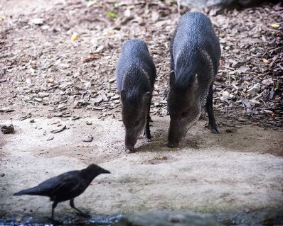 Halsbandpekaris im Tiergarten Sch&ouml;nbrunn. Schlagworte: Natur, S&auml;ugetier, Vogel