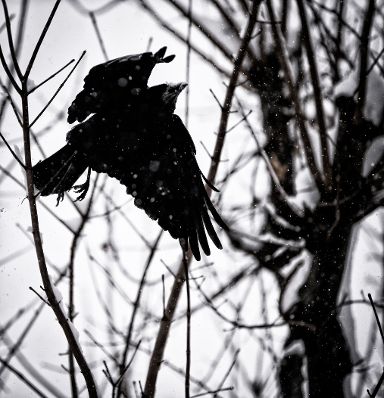 Ein Rabe in winterlicher Umgebung. Schlagworte: &Auml;ste, Baum, Natur, Schnee, Tier, Vogel, Winter