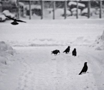 Raben in winterlicher Umgebung. Schlagworte: Natur, Schnee, Stadtlandschaft, Tiere, V&ouml;gel, Winter